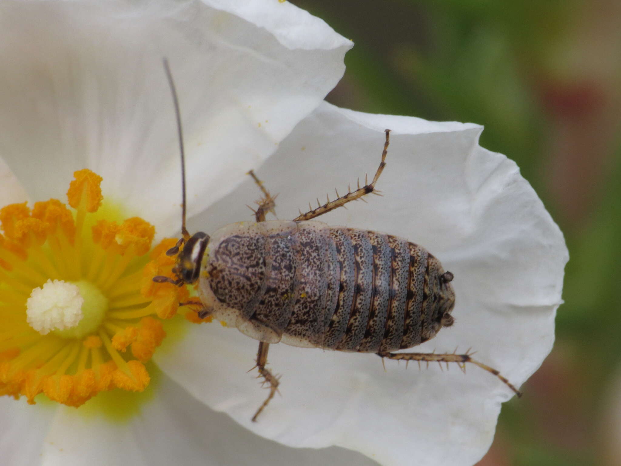 Phyllodromica (Lobolampra) subaptera (Rambur 1838)的圖片