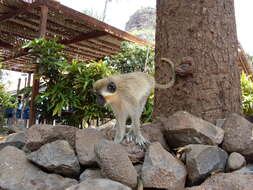 Image of Green Monkey