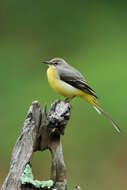 Image of Grey Wagtail