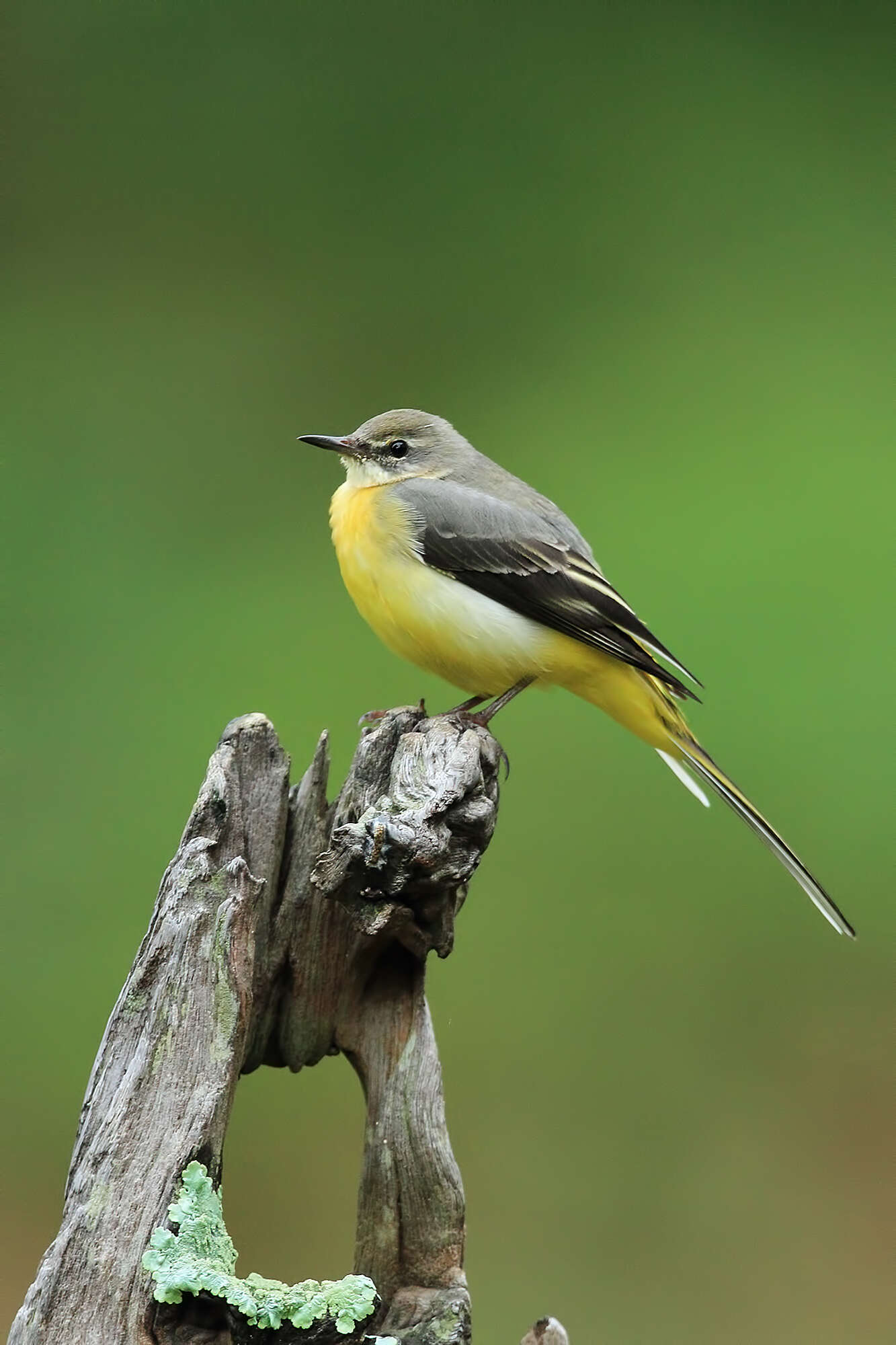 Image of Grey Wagtail