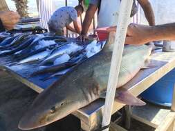 Image of Speckled Smoothhound