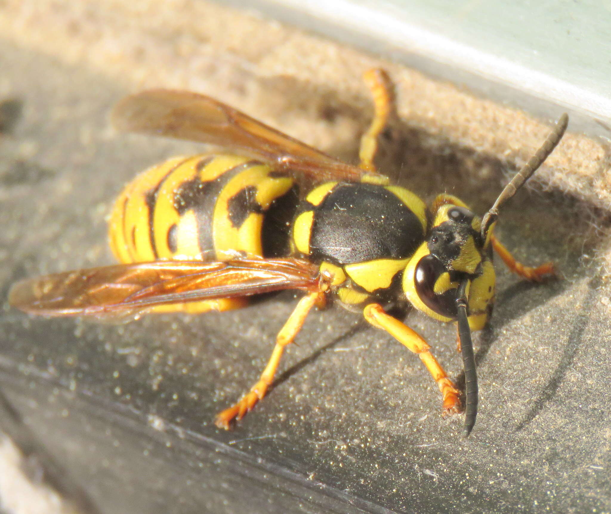 Image of Prairie Yellowjacket