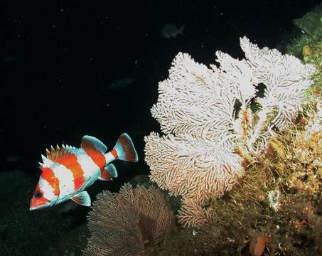 Image of Flag rockfish