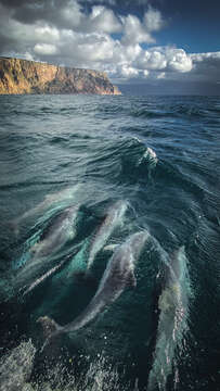 Imagem de Tursiops truncatus ponticus Barabash-Nikiforov 1940