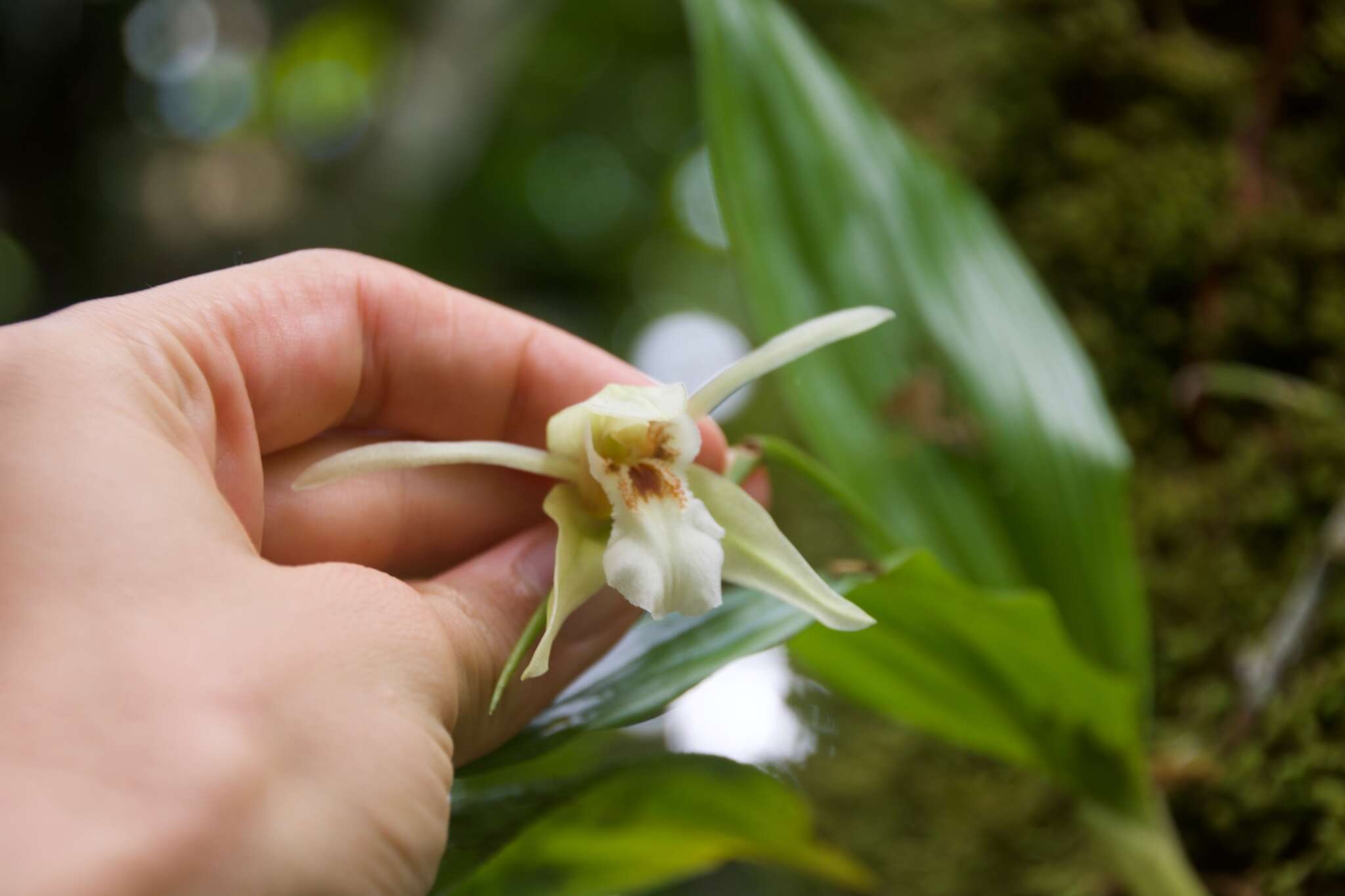 Image of Guam coelogyne