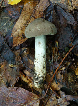 Image of Pseudotricholoma umbrosum (A. H. Sm. & M. B. Walters) Sánchez-García & Matheny 2014