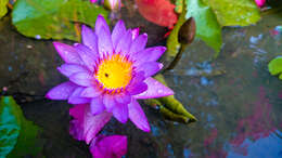 Image of blue star water-lily