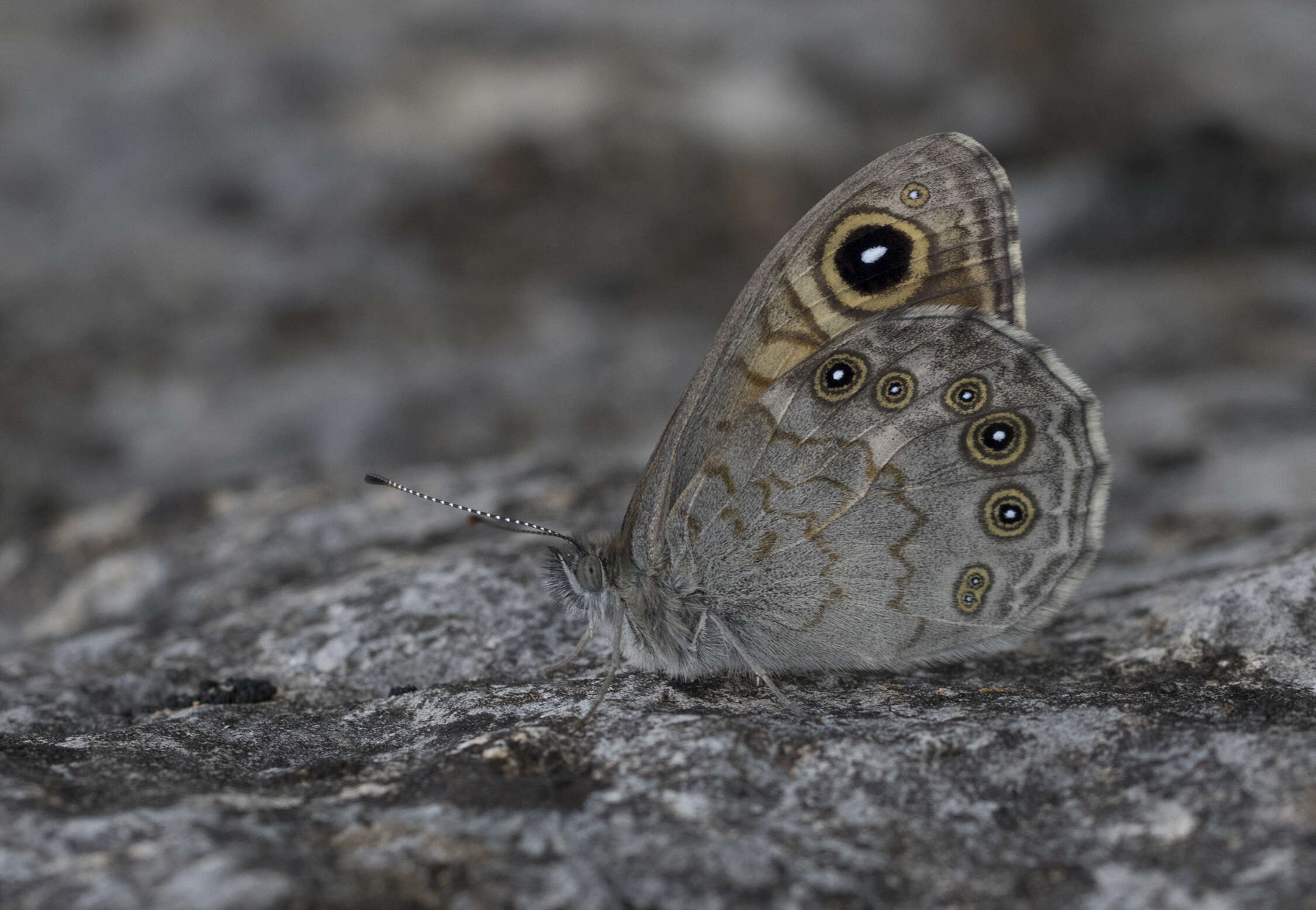 Image of Lasiommata maera