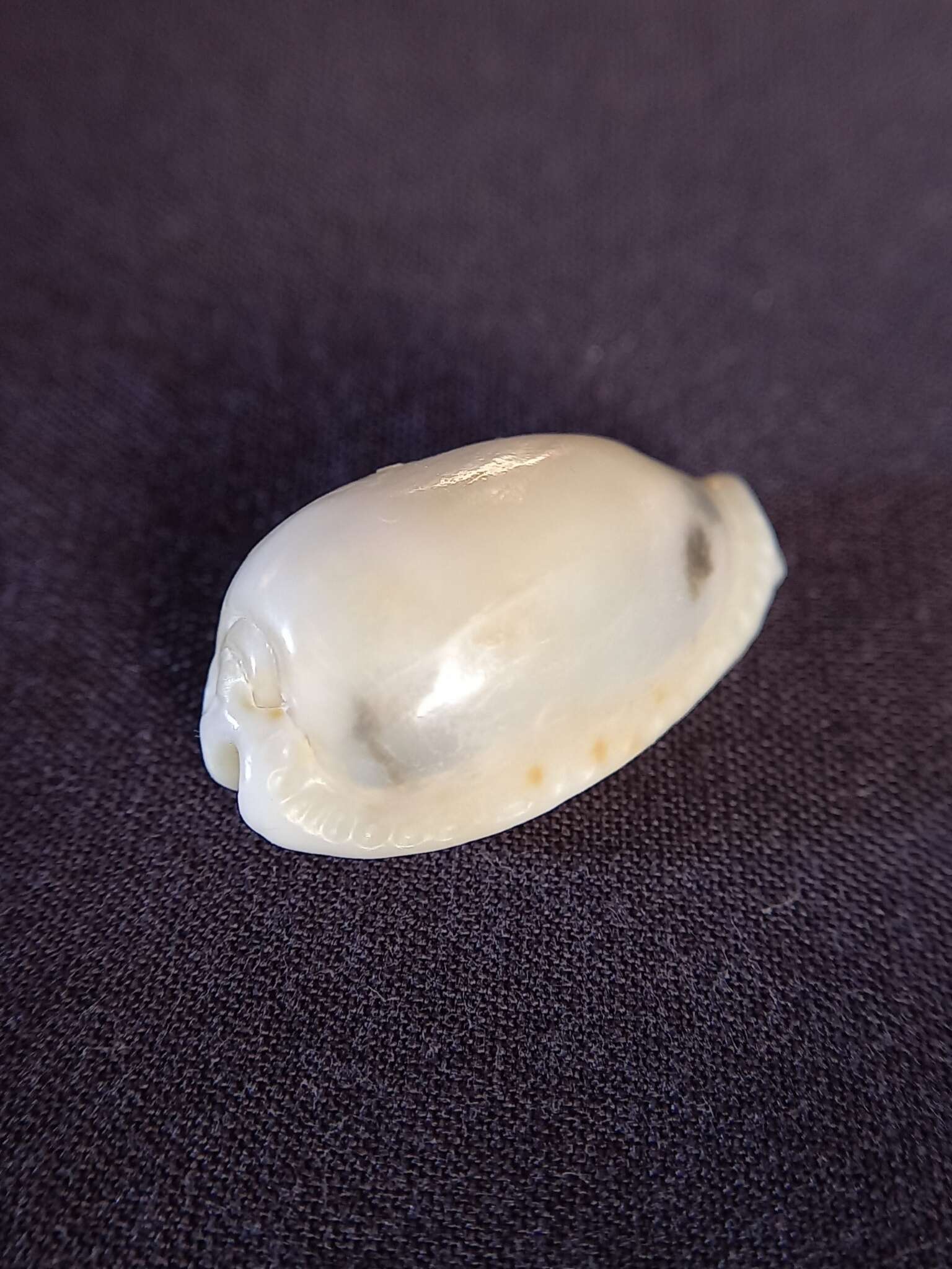 Image of separated cowry (from spurca and gangranosa)