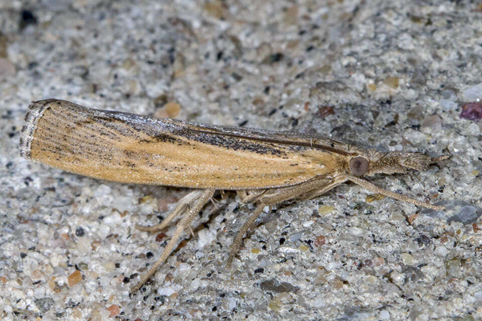 Image of Sod Webworm