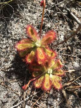 Image of Australian sundew