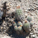 Image of Parodia columnaris Cárdenas