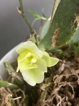 Image of Rodriguezia granadensis (Lindl.) Rchb. fil.