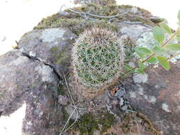 Image of Coryphantha clavata (Scheidw.) Backeb.
