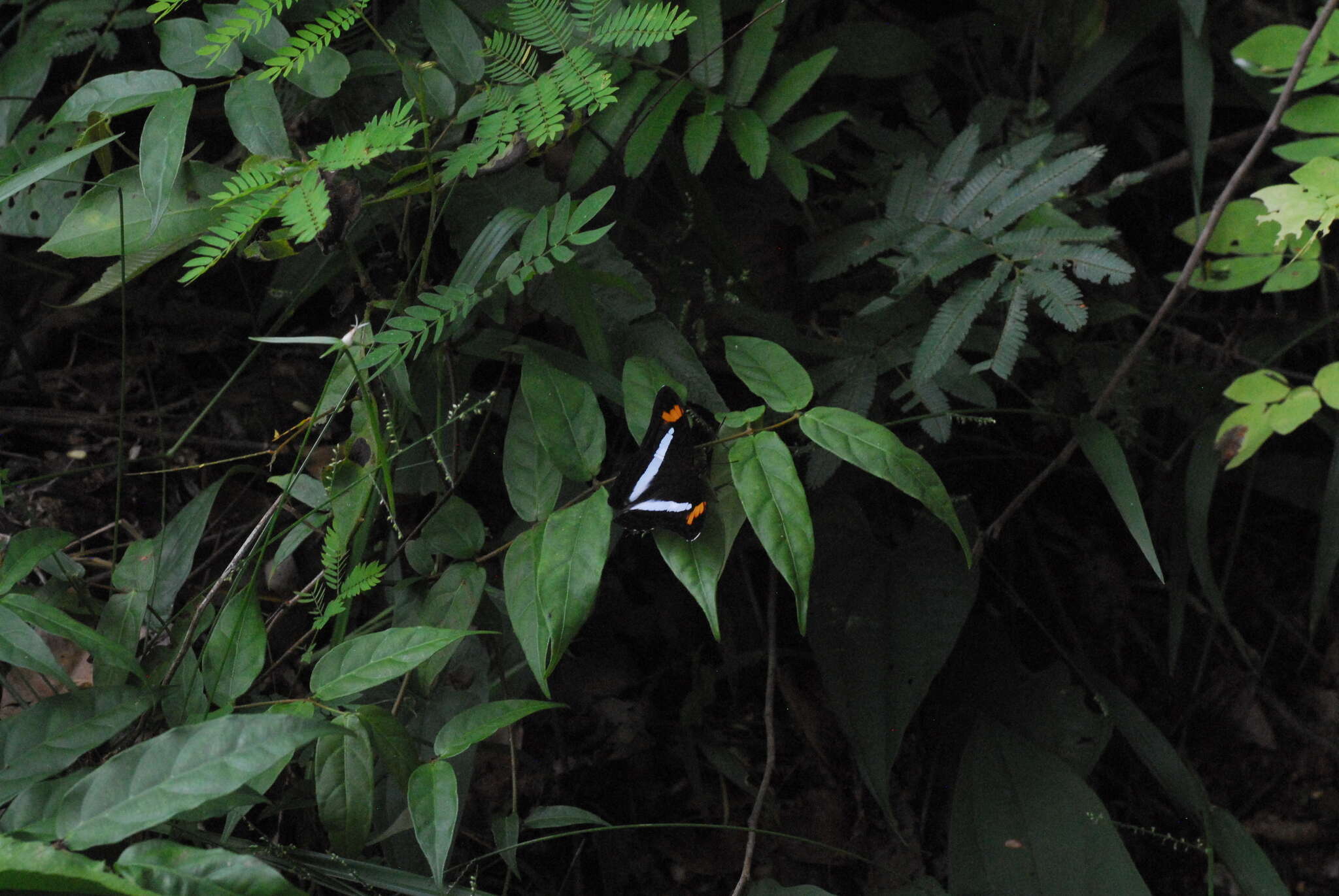 Image of Adelpha felderi