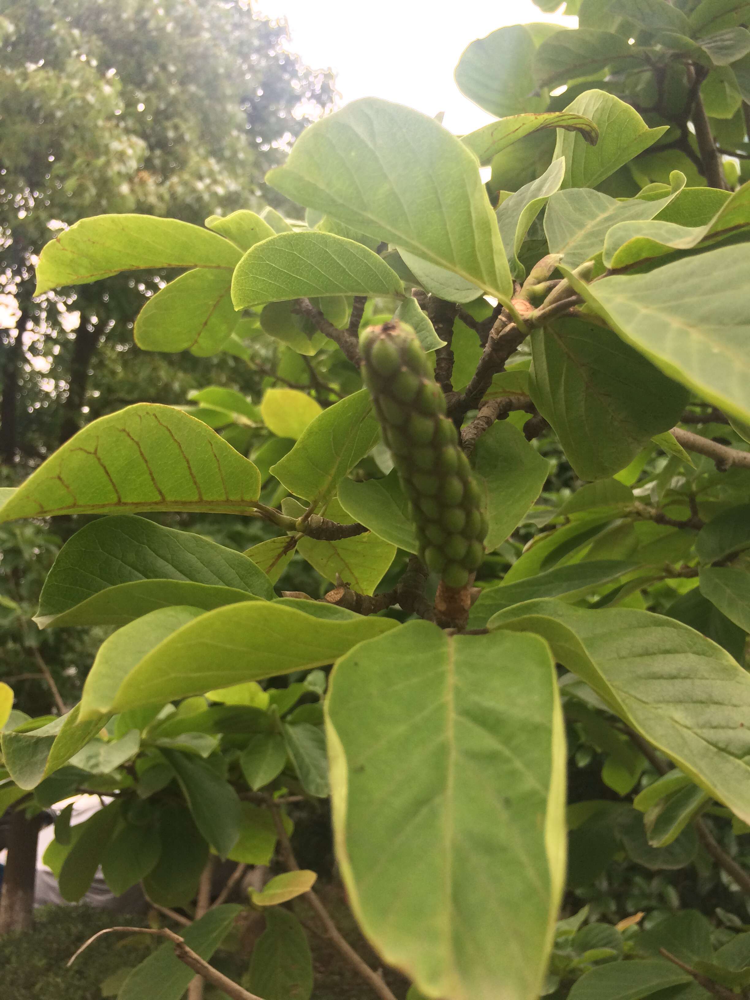 Image of Lily Tree