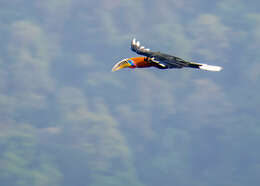 Image of Rufous-cheeked Hornbill