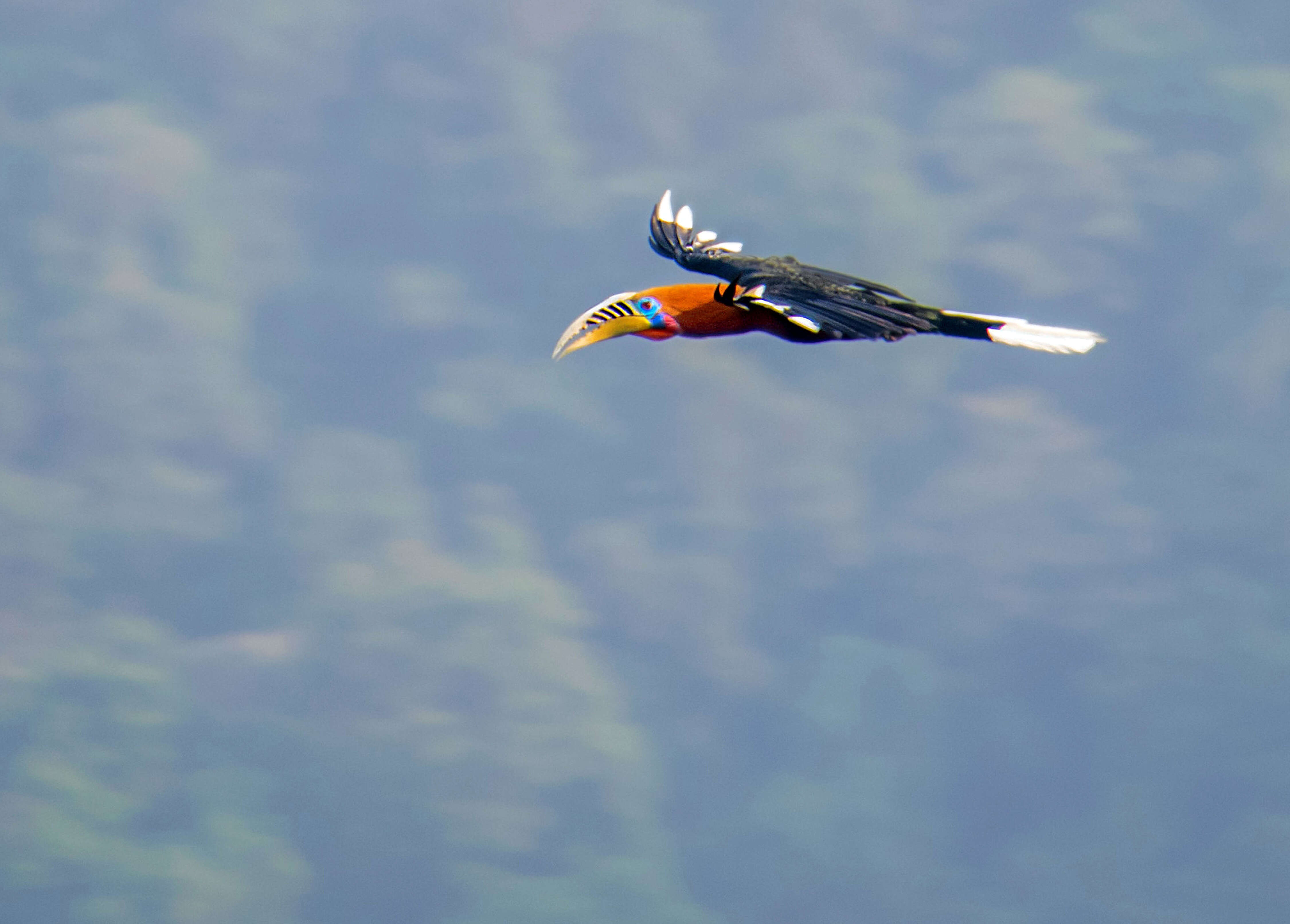 Image of Rufous-cheeked Hornbill