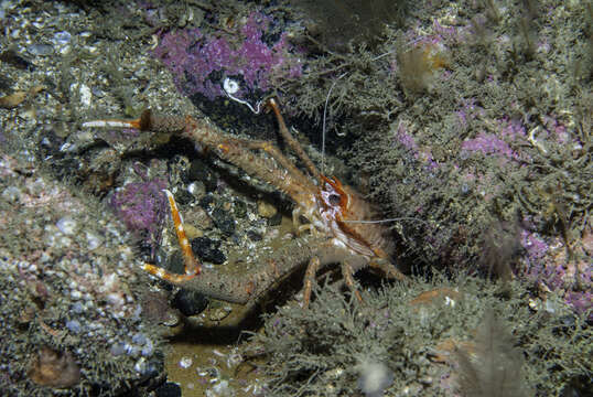 Image of rugose squat lobster