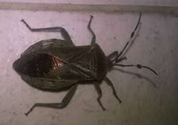 Pachylis laticornis (Fabricius 1798)的图像