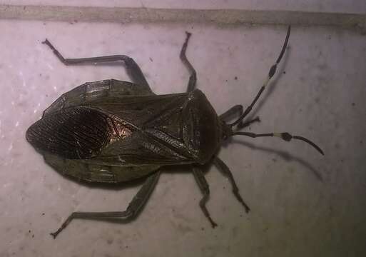 Pachylis laticornis (Fabricius 1798)的图像