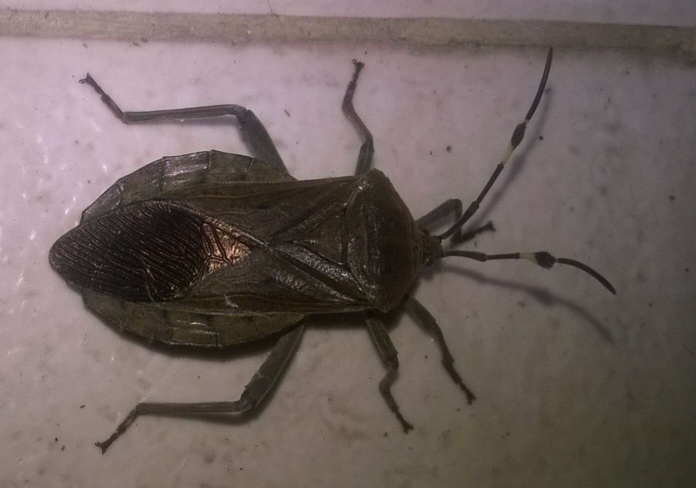 Pachylis laticornis (Fabricius 1798)的图像