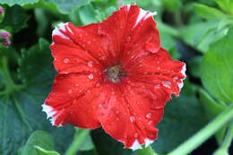 Image of petunia