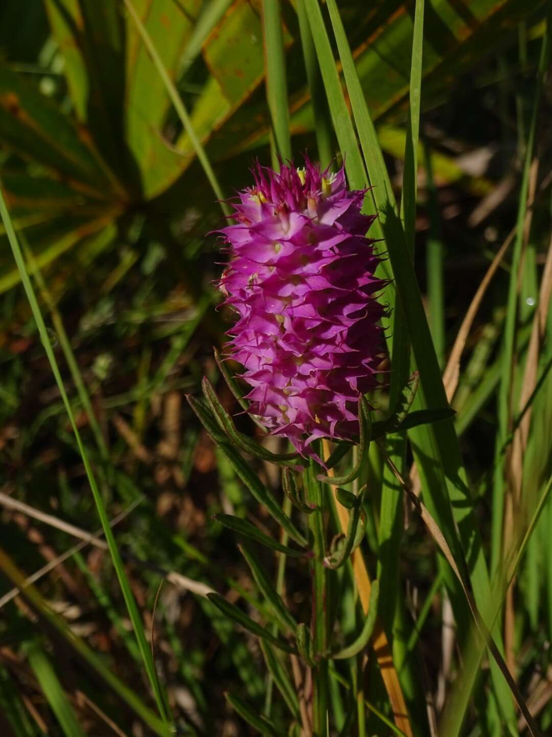 Plancia ëd Polygala cruciata L.