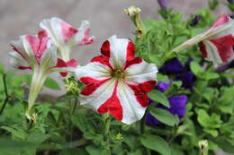 Image of petunia