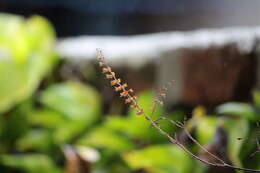 Image of holy basil