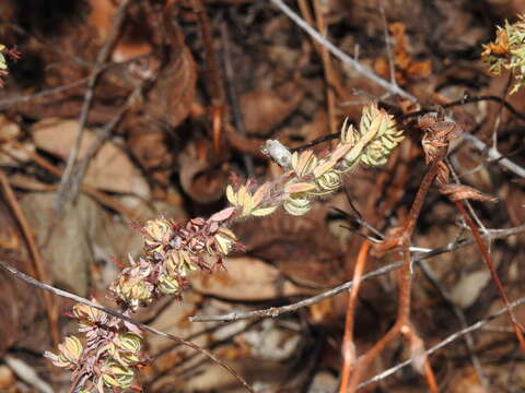 Слика од Thymelaea villosa (L.) Endl.