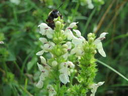 Image of stiff hedgenettle