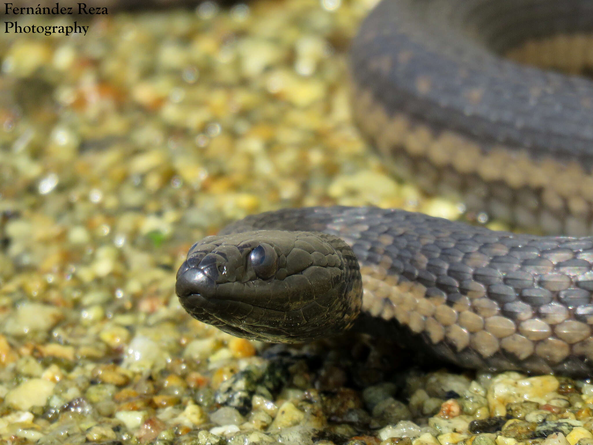 Image of Thamnophis validus celaeno (Cope 1861)