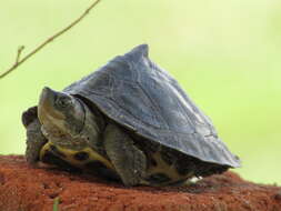 Image of Assam Roofed Turtle