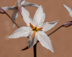 Image of Leucocoryne appendiculata Phil.