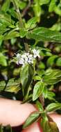 Image of Mentha australis R. Br.