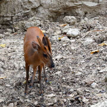 Image of Barking Deer