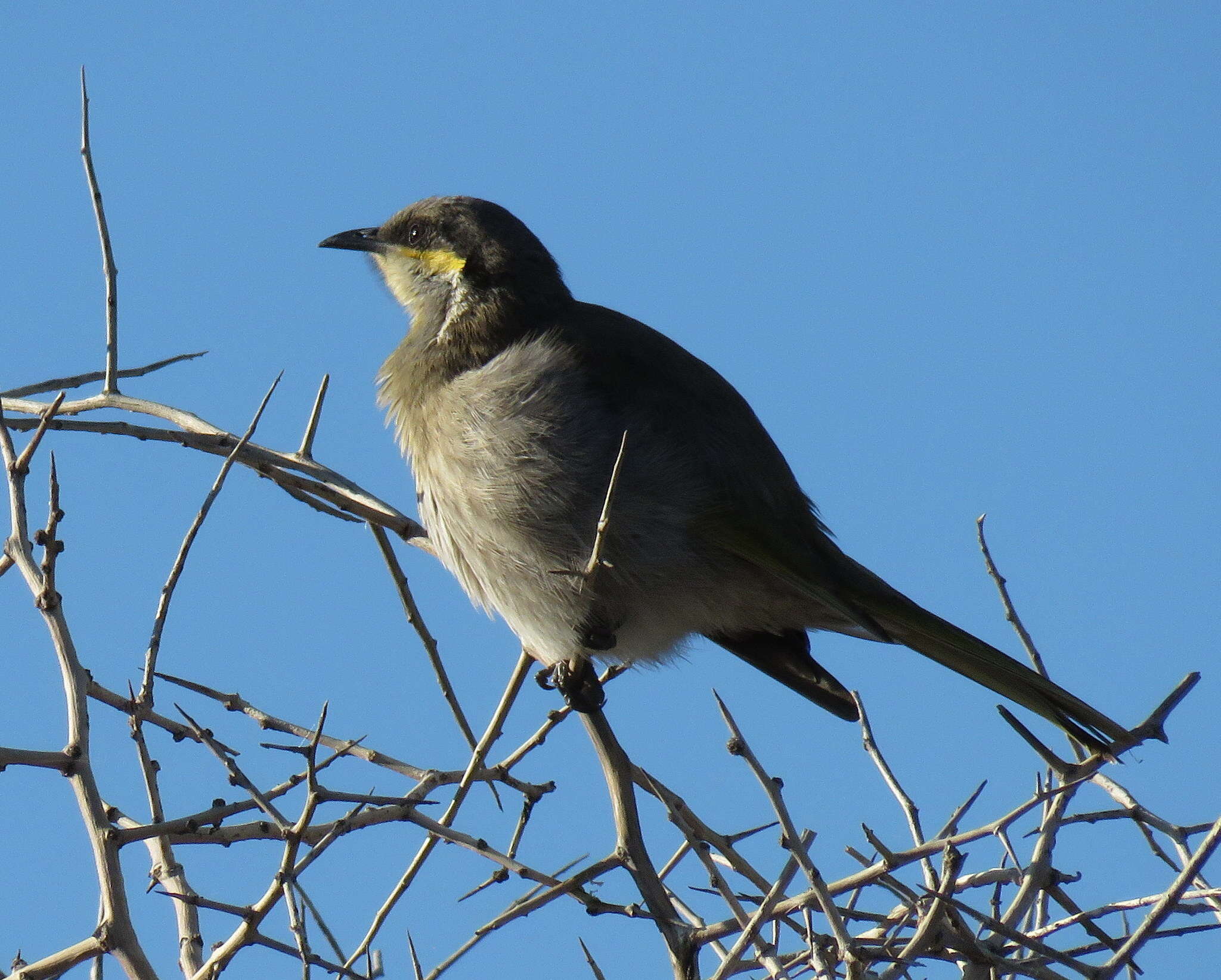 Image of Band-faced Honeyeaters