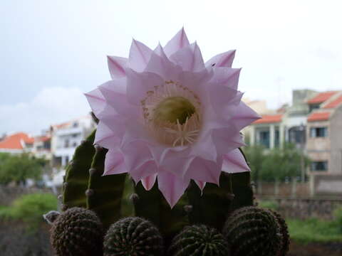 Echinopsis oxygona resmi