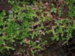 Imagem de Selaginella denticulata (L.) Spring