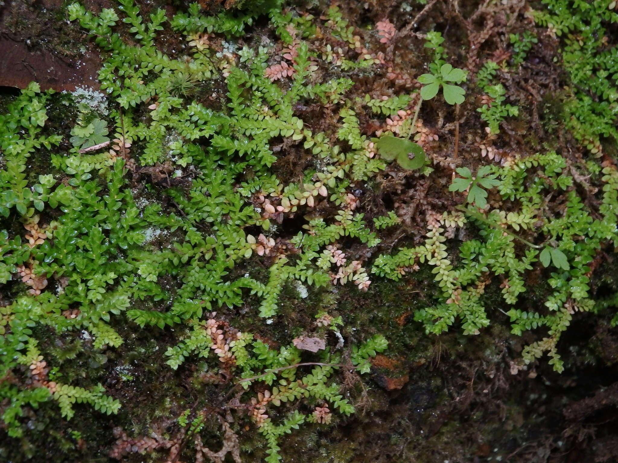 Imagem de Selaginella denticulata (L.) Spring