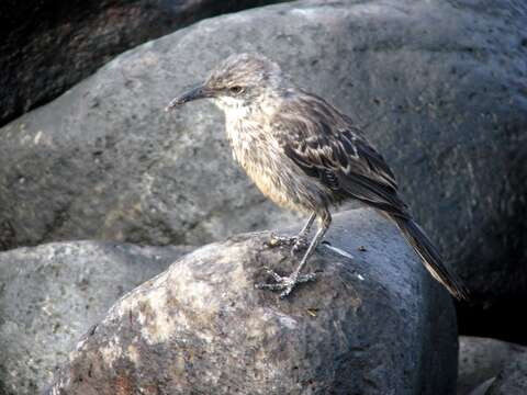 Image of Espanola Mockingbird