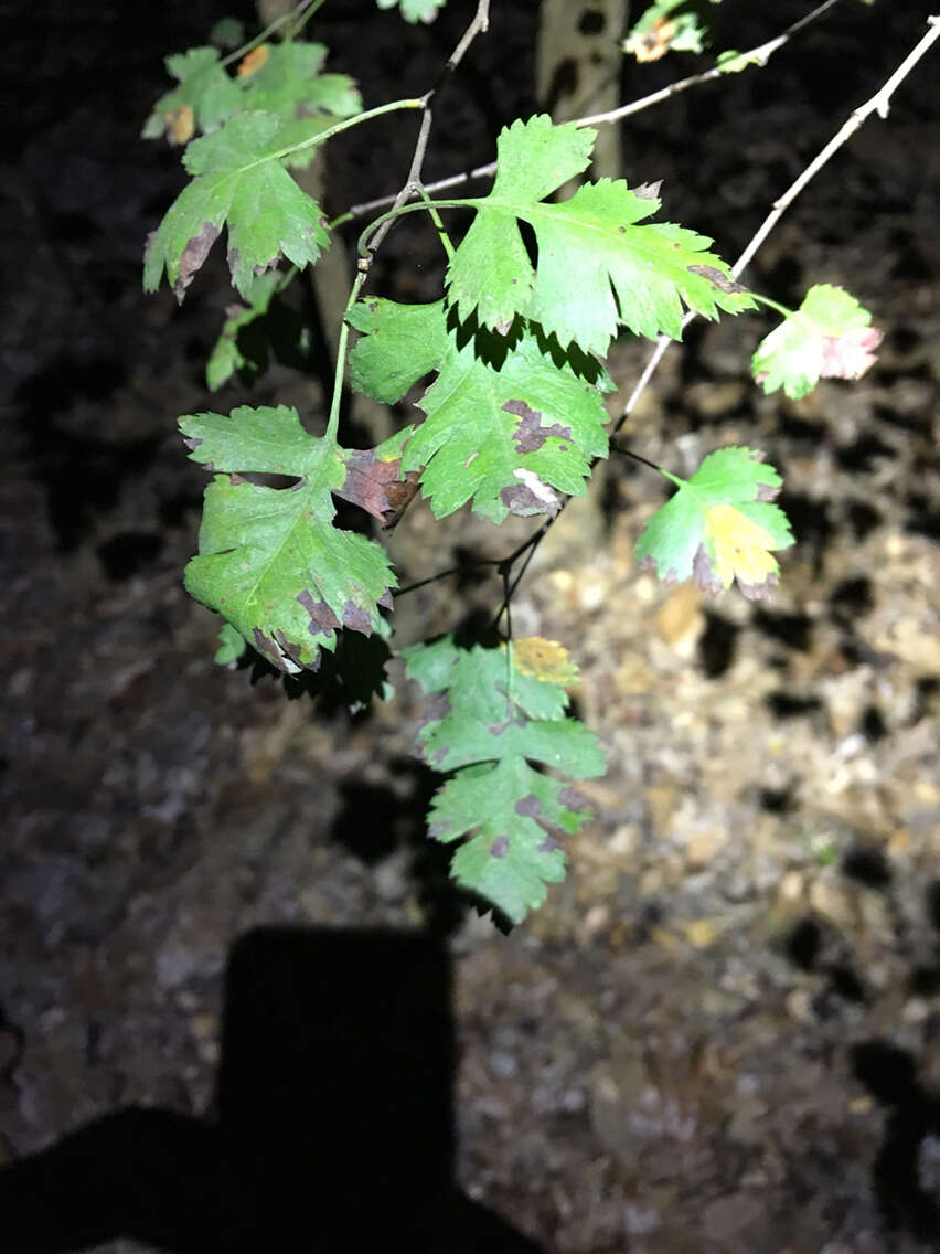 Image of parsley hawthorn