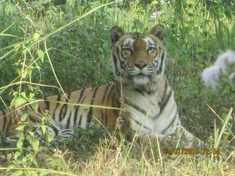 Image de tigre du Bengale