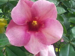 Image of purple allamanda