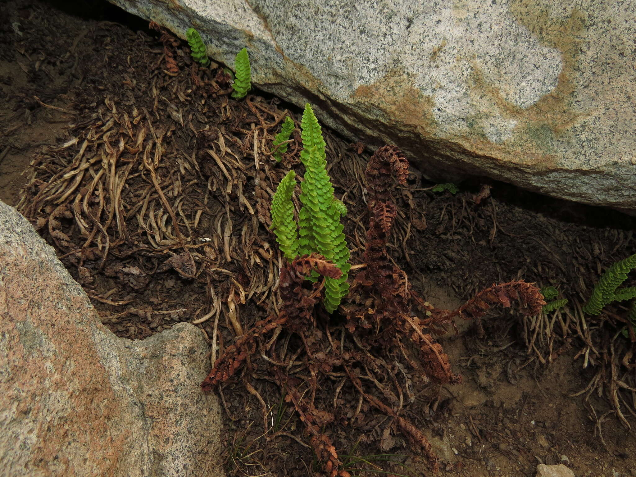 Plancia ëd Polystichum andinum Phil.