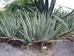 Image of Aloe vera