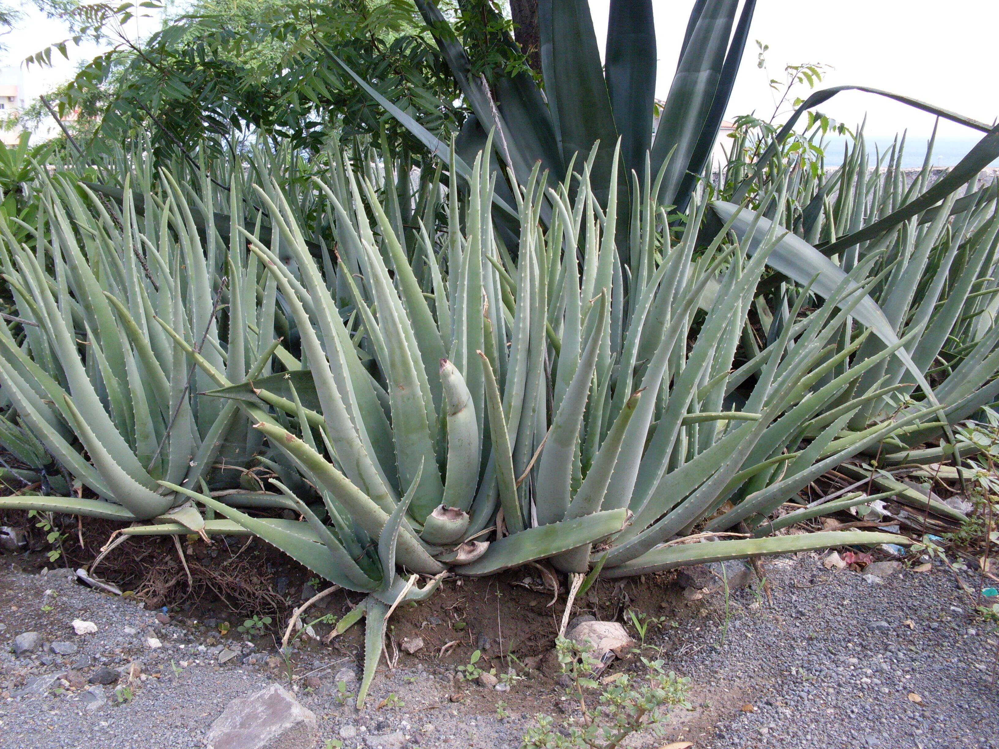 Image of Aloe vera