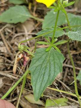 Image of goosefoot violet