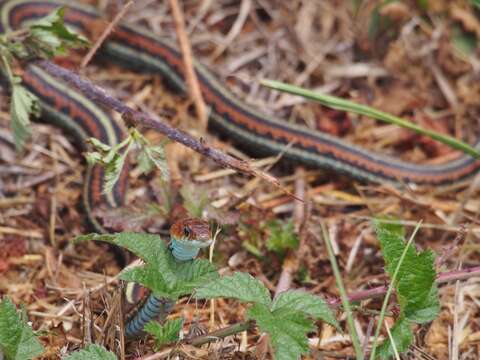 Image of San Francisco garter snake